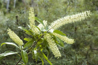 APII jpeg image of Buckinghamia celsissima  © contact APII