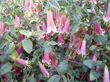 APII jpeg image of Correa 'Pink Frost'  © contact APII