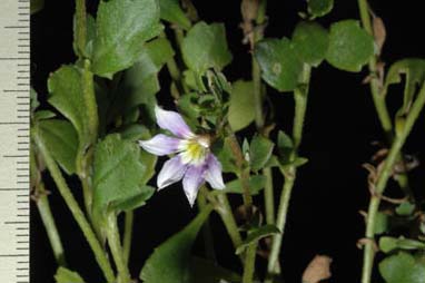 APII jpeg image of Scaevola 'Scacover'  © contact APII