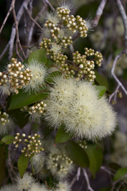 APII jpeg image of Backhousia tetraptera  © contact APII