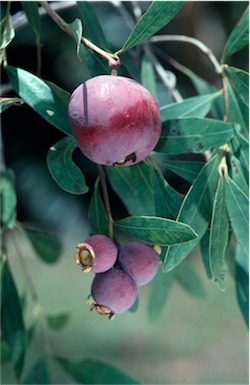 APII jpeg image of Syzygium rubrimolle  © contact APII