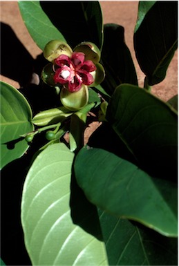 APII jpeg image of Dillenia alata  © contact APII