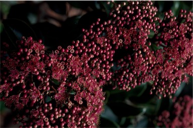 APII jpeg image of Syzygium buettnerianum  © contact APII