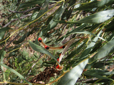 APII jpeg image of Acacia salicina  © contact APII