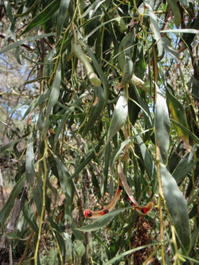 APII jpeg image of Acacia salicina  © contact APII