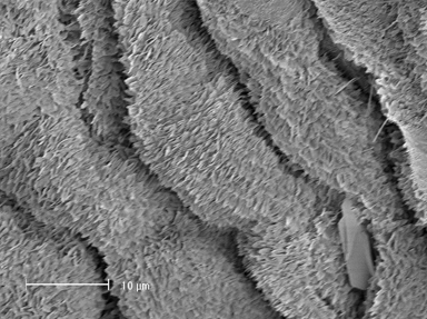 APII jpeg image of Solanum esuriale  © contact APII