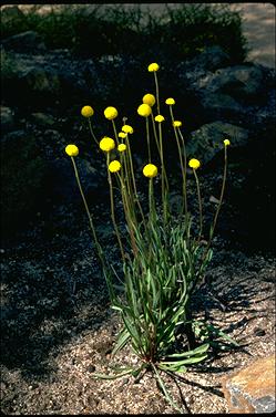 APII jpeg image of Craspedia  © contact APII