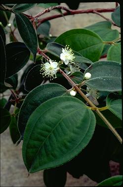 APII jpeg image of Rhodamnia rubescens  © contact APII