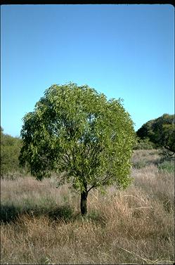 APII jpeg image of Santalum acuminatum  © contact APII