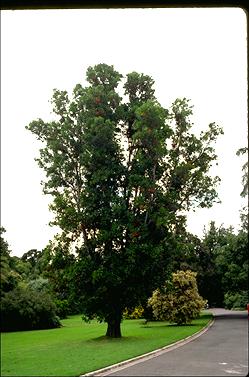 APII jpeg image of Stenocarpus sinuatus  © contact APII