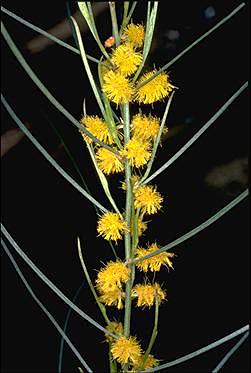 APII jpeg image of Acacia curranii  © contact APII