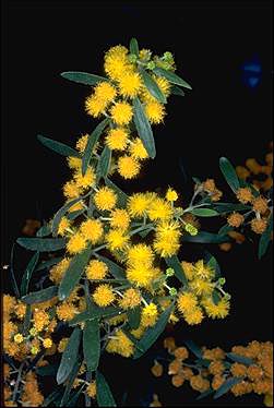 APII jpeg image of Acacia ixiophylla  © contact APII