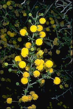 APII jpeg image of Acacia lasiocarpa var. sedifolia  © contact APII