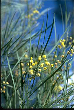 APII jpeg image of Acacia subulata  © contact APII