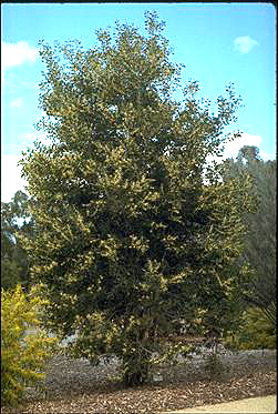 APII jpeg image of Acacia trineura  © contact APII