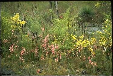 APII jpeg image of Acacia verticillata,<br/>Epacris impressa  © contact APII