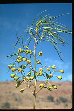 APII jpeg image of Codonocarpus pyramidalis  © contact APII