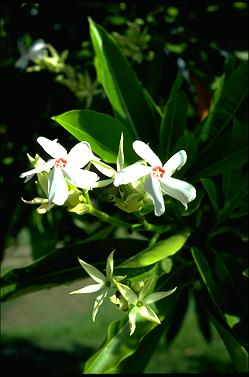 APII jpeg image of Cerbera manghas  © contact APII