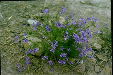 APII jpeg image of Cheiranthera linearis  © contact APII