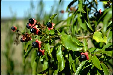 APII jpeg image of Clerodendrum floribundum  © contact APII