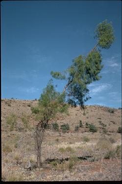 APII jpeg image of Codonocarpus pyramidalis  © contact APII