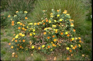 APII jpeg image of Banksia undata  © contact APII