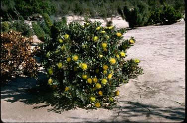 APII jpeg image of Banksia heliantha  © contact APII