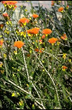 APII jpeg image of Eremaea beaufortioides  © contact APII