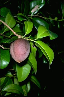 APII jpeg image of Planchonella australis  © contact APII