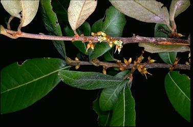 APII jpeg image of Sersalisia sericea  © contact APII