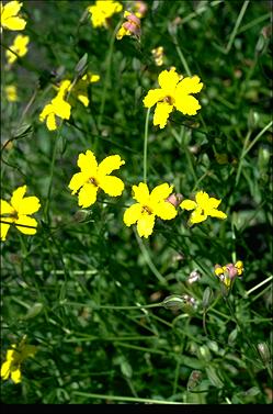 APII jpeg image of Goodenia paradoxa  © contact APII