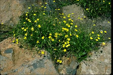 APII jpeg image of Goodenia paradoxa  © contact APII