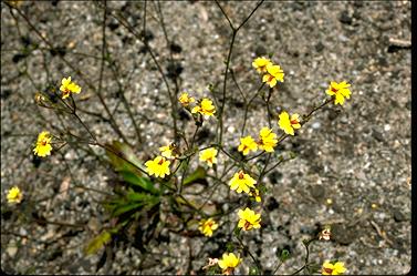 APII jpeg image of Goodenia trinervis  © contact APII