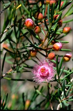 APII jpeg image of Verticordia monodelpha  © contact APII