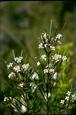 APII jpeg image of Zieria laevigata  © contact APII