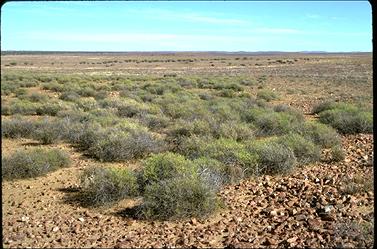 APII jpeg image of Roepera aurantiaca  © contact APII