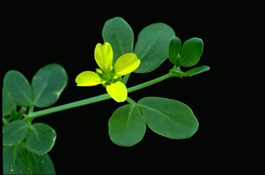 APII jpeg image of Roepera glauca  © contact APII