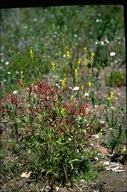 APII jpeg image of Synaphea acutiloba  © contact APII