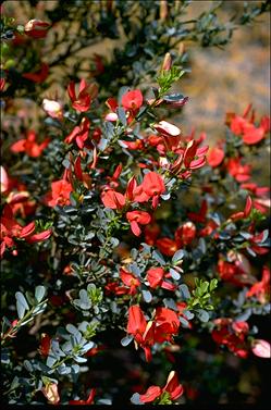 APII jpeg image of Templetonia retusa  © contact APII