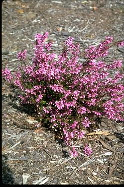 APII jpeg image of Tetratheca ciliata  © contact APII