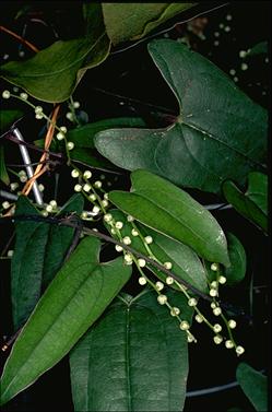 APII jpeg image of Dioscorea transversa  © contact APII