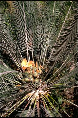 APII jpeg image of Cycas calicola  © contact APII
