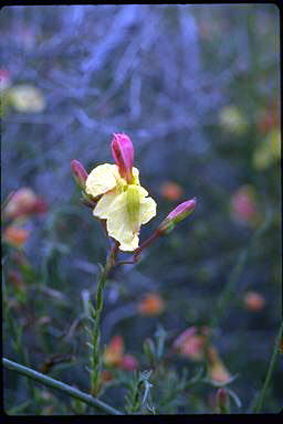 APII jpeg image of Lechenaultia linarioides  © contact APII