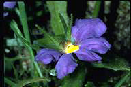 flower image