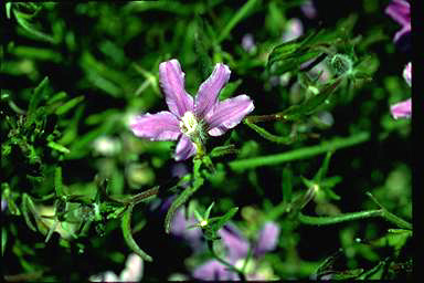 APII jpeg image of Scaevola ramosissima  © contact APII