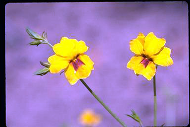 APII jpeg image of Goodenia macrophylla  © contact APII