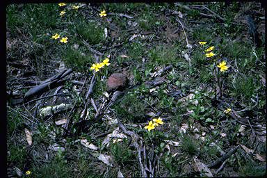 APII jpeg image of Goodenia paradoxa  © contact APII