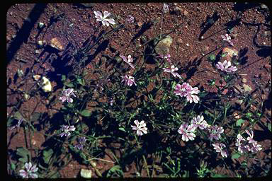 APII jpeg image of Goodenia rosea  © contact APII