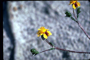 APII jpeg image of Goodenia trinervis  © contact APII