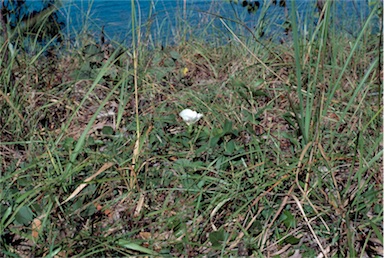 APII jpeg image of Gossypium cunninghamii  © contact APII